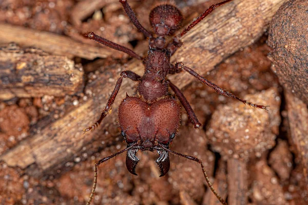 Yetişkin Atta Yaprak Kesen Karınca Cinsi Atta — Stok fotoğraf
