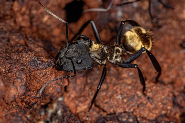 Hembra Adulto Brillante Azúcar Dorado Hormiga Especie Camponotus Sericeiventris — Foto de Stock