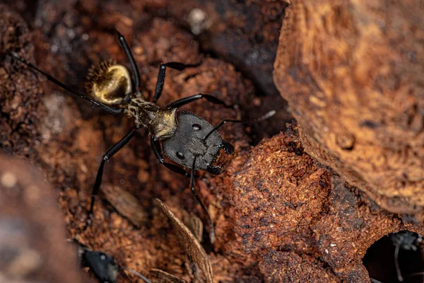 Θηλυκό Adult Shimmering Golden Sugar Ant Του Είδους Camponotus Sericeiventris — Φωτογραφία Αρχείου
