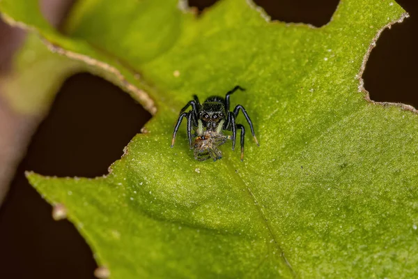 Μικρό Μαύρο Άλμα Spider Της Υποοικογένειας Salticinae Θηρεύονται Μια Αράχνη — Φωτογραφία Αρχείου