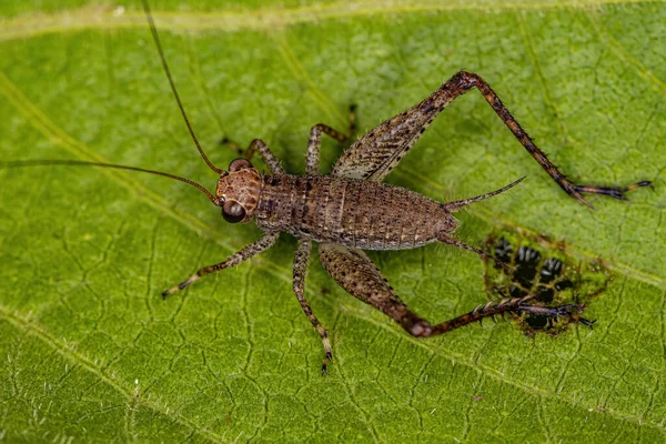 Vera Ninfa Grillo Del Genere Eneoptera — Foto Stock