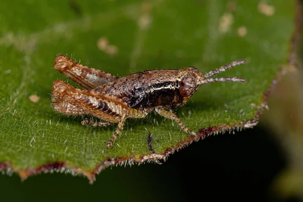 Kortbehornad Gräshoppa Nymph Familjen Acrididae — Stockfoto