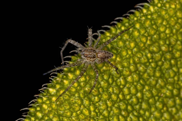 Small Wolf Spider of the Superfamily Lycosoidea
