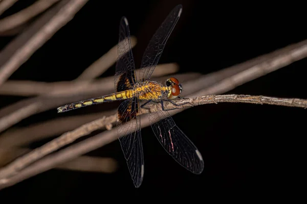 Ενηλίκων Dragonfly Έντομο Της Οικογένειας Libellulidae — Φωτογραφία Αρχείου