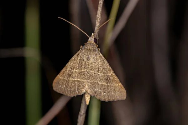 Ενηλίκων Moth Insect Order Λεπιδόπτερα — Φωτογραφία Αρχείου