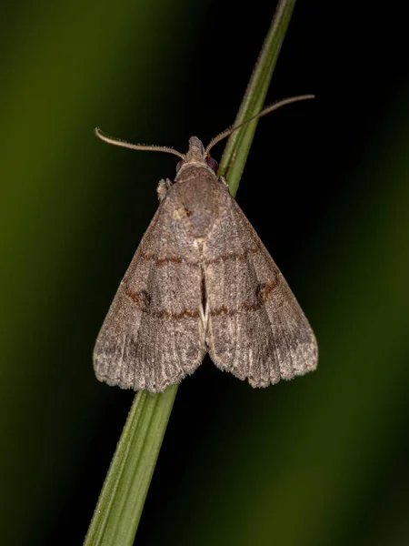 Inseto Traça Adulto Ordem Lepidoptera — Fotografia de Stock