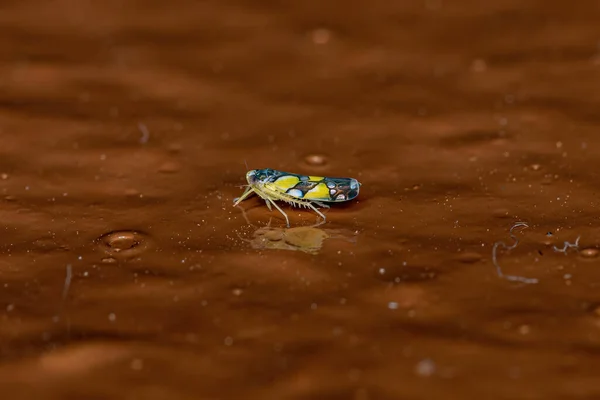 Adult Brazilian Leafhopper Species Protalebrella Brasiliensis — Fotografia de Stock