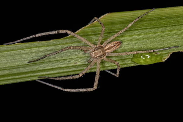 Adult Male Running Crab Spider Family Philodromidae — Fotografie, imagine de stoc