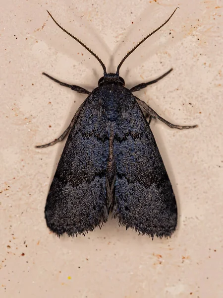 Polilla Adulta Insecto Del Orden Lepidoptera — Foto de Stock