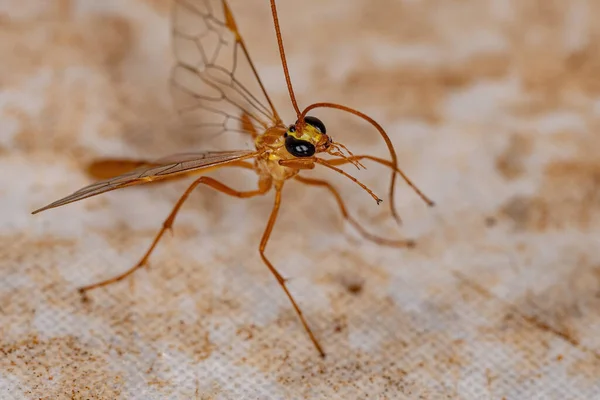 Adulte Kurzschwanz Ichneumonid Wespe Aus Der Unterfamilie Ophioninae — Stockfoto