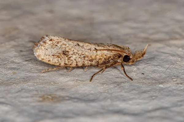 Lepidoptera Tarikatının Yetişkin Güve Böceği — Stok fotoğraf