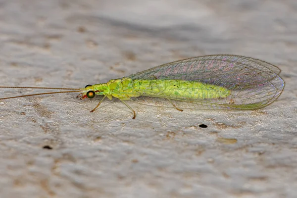 Genus Ceraeochrisaの成虫典型的な緑色の漆塗り — ストック写真