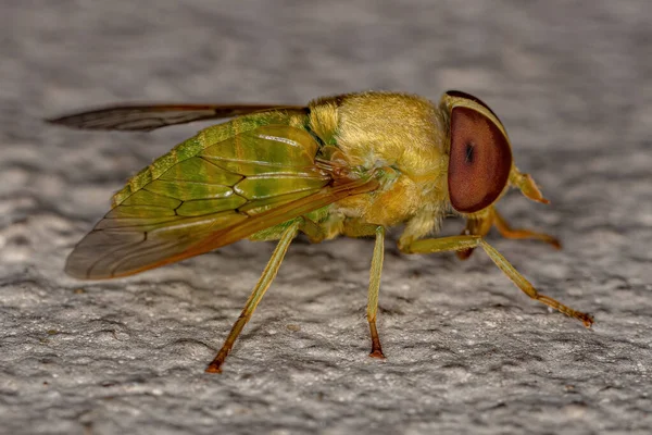 Adult Green Horse Fly Genus Chlorotabanus — Stock Fotó