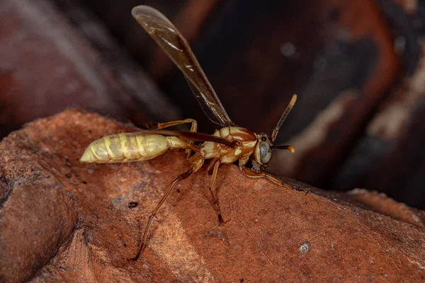 Adult Paper Wasp Species Apoica — Zdjęcie stockowe