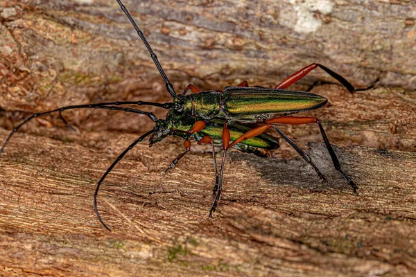 Adult Typical Longhorn Beetles Subfamily Cerambycinae Coupling — Fotografia de Stock