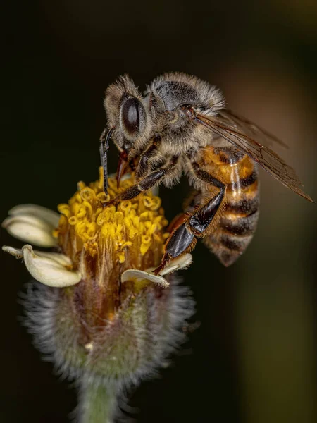 Adult Western Honey Bee Species Apis Mellifera Tridax Daisy Flower — Fotografia de Stock