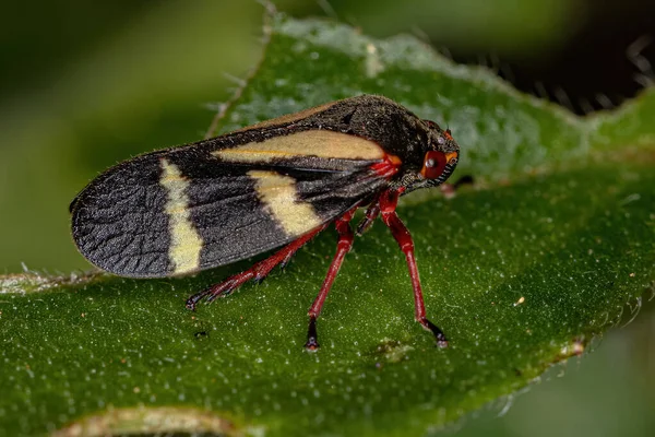 Froghopper Adulto Inseto Espécie Deois Flavopicta — Fotografia de Stock