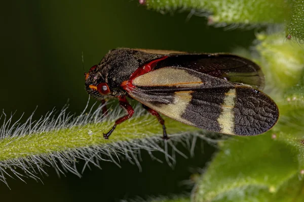 Yetişkin Froghopper Böceği Deois Flavopicta — Stok fotoğraf