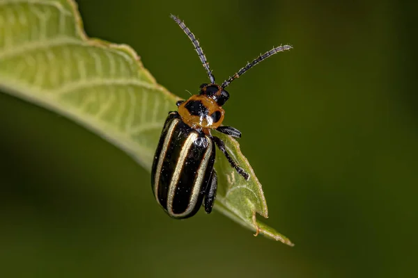 Adult Flea Beetle Genus Disonycha — Fotografia de Stock