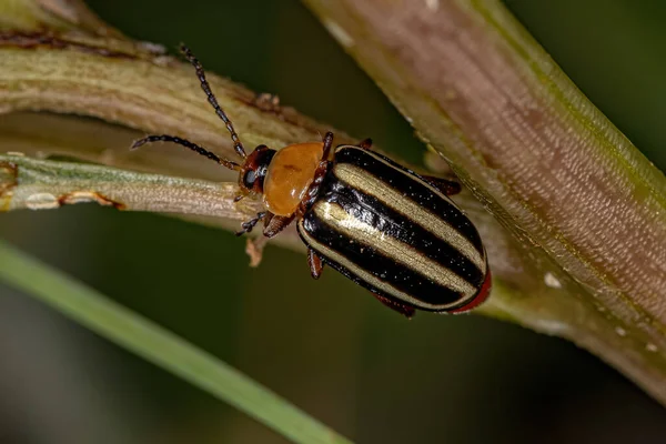 Adult Flea Beetle Genus Disonycha — Fotografia de Stock