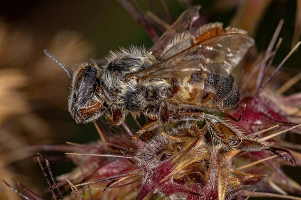 Dead Adult Female Western Honey Bee Species Apis Mellifera — Fotografia de Stock