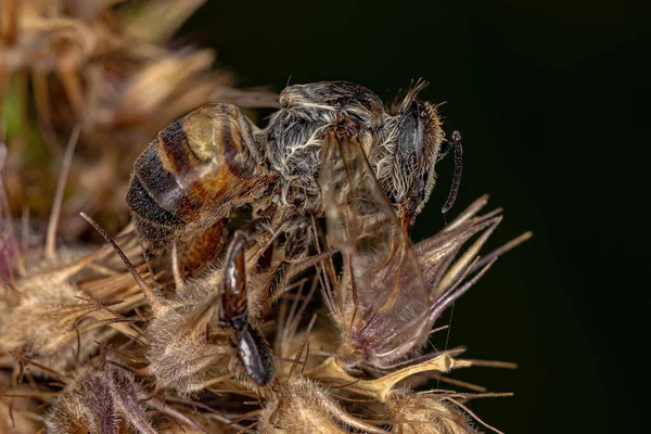 Dead Adult Female Western Honey Bee Species Apis Mellifera — Stock Photo, Image