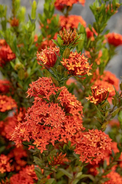 Chinese Ixora Plant Flower Species Ixora Chinensis — Stock Photo, Image