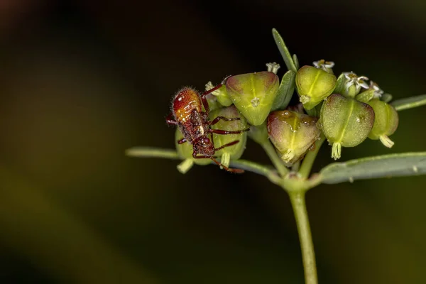 Scentless Plant Bug Nymph Family Rhopalidae — kuvapankkivalokuva