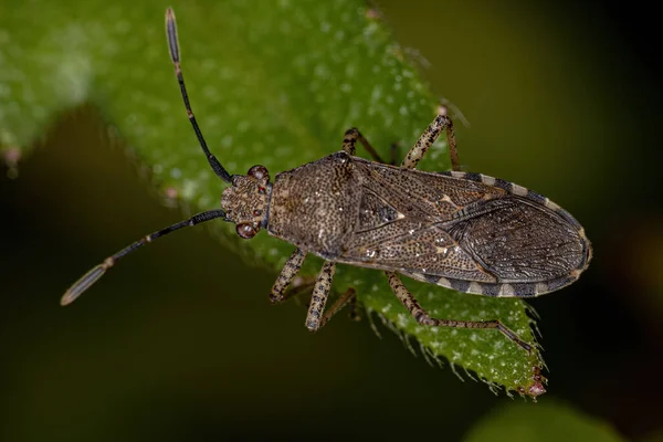Ενηλίκων Leaf Footed Bug Του Γένους Catorhintha — Φωτογραφία Αρχείου