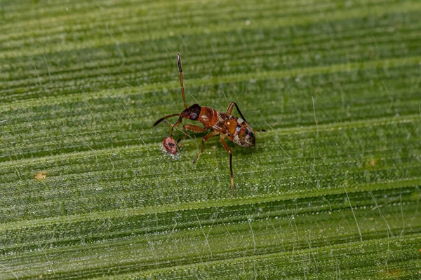 Dirt Colored Seed Bug Nymph Subfamily Rhyparochrominae — ストック写真