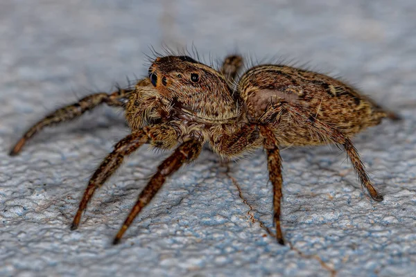 Ενηλίκων Female Pantropical Jumping Spider Του Είδους Plexippus Paykulli — Φωτογραφία Αρχείου