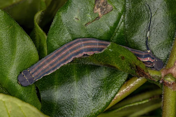 Macroglossine Sphinx Moth Caterpillar Species Isognathus Allamandae — 스톡 사진