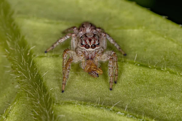 Alt Kabilenin Zıplayan Dişi Örümceği Freyina Zıplayan Örümceği Avlıyor — Stok fotoğraf