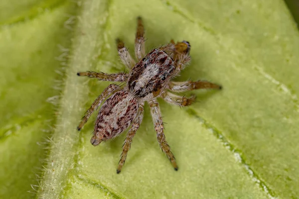 Araña Saltadora Hembra Adulta Subtribu Freyina Aprovechándose Una Pequeña Araña —  Fotos de Stock