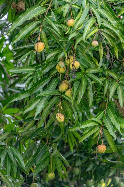 Mango Tree Species Mangifera Indica Fruits — Stock Photo, Image