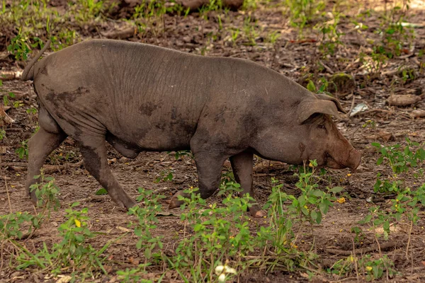 Schweinezucht Einem Freilandschweinstall Mit Selektivem Fokus — Stockfoto