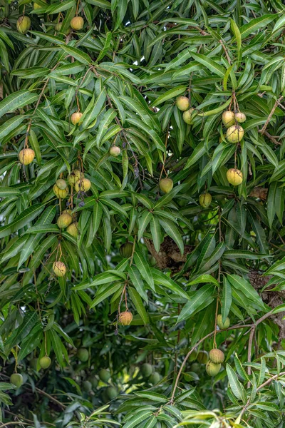 Mango Tree Species Mangifera Indica Fruits — Stock Photo, Image