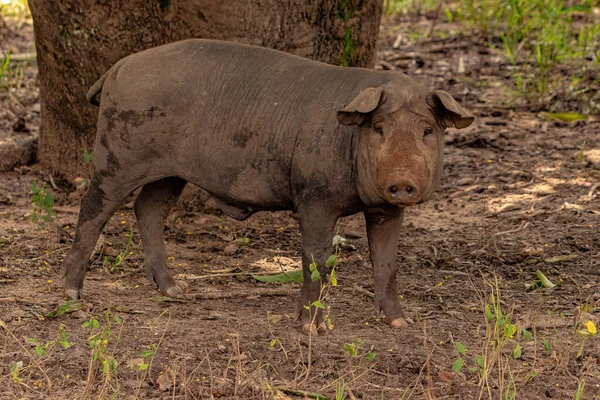 Pig Raised Outdoor Pigsty Selective Focus — Stock Photo, Image