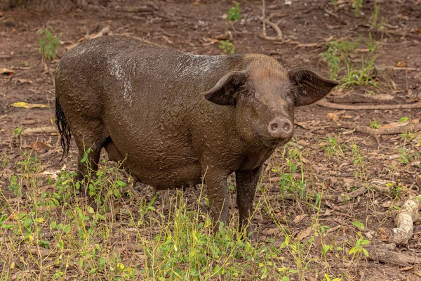 Maiale Allevato Porcile All Aperto Con Attenzione Selettiva — Foto Stock