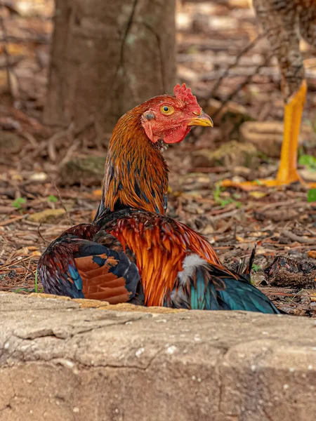 Domácí Kuřata Poddruhu Gallus Gallus Domesticus — Stock fotografie