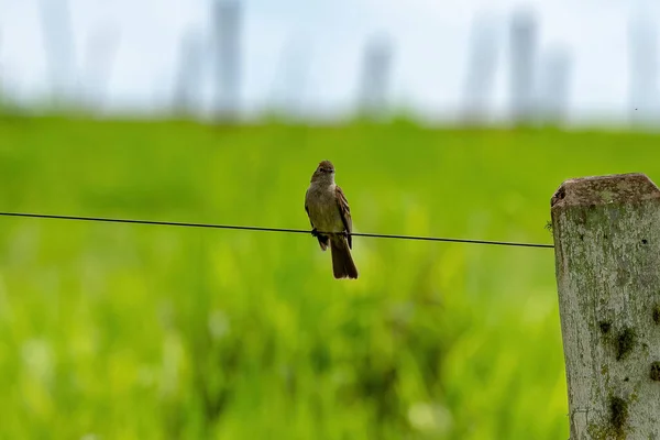 Μικρό Tyrant Flycatcher Πουλί Της Οικογένειας Tyrannidae — Φωτογραφία Αρχείου