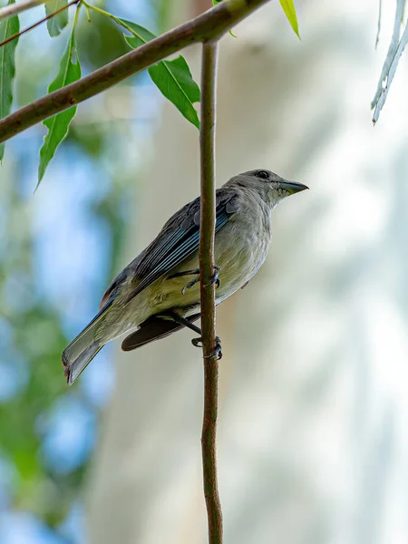 Sayaca Tanager Bird Species Thraupis Sayaca — Photo