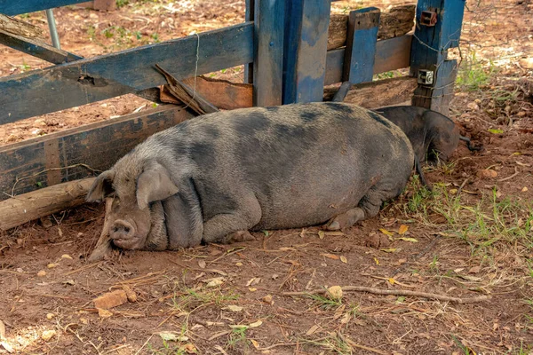 猪在户外猪圈里长大 有选择性地集中注意力 — 图库照片