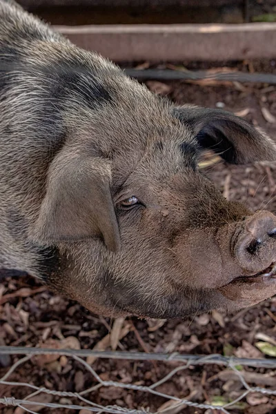 Schweinezucht Einem Freilandschweinstall Mit Selektivem Fokus — Stockfoto