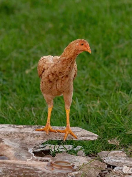 Domácí Kuřata Poddruhu Gallus Gallus Domesticus — Stock fotografie