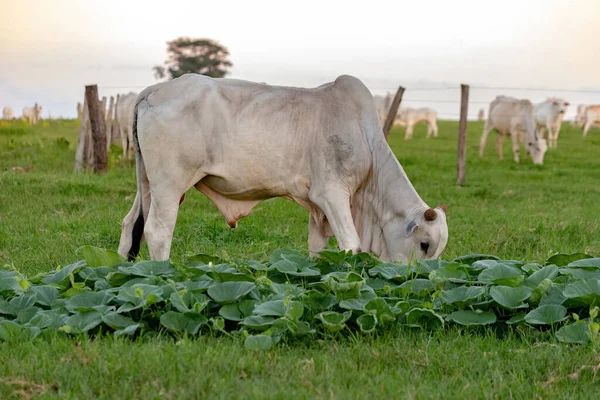 White Cow Raised Farm Pasture Area — Stockfoto