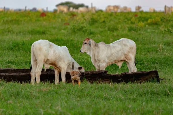 White Cow Raised Farm Pasture Area — Stockfoto