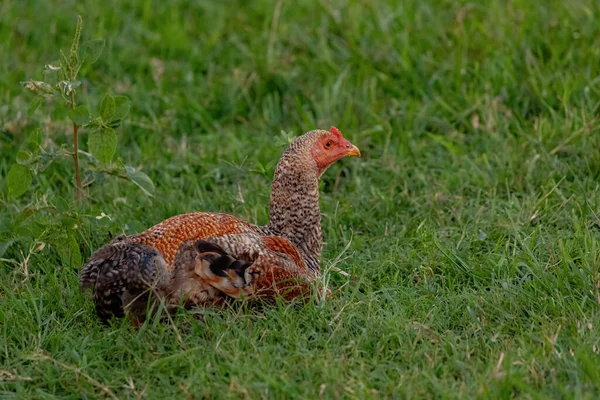 Domácí Kuřata Poddruhu Gallus Gallus Domesticus — Stock fotografie