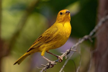 Saffron Finch Bird of the species Sicalis flaveola