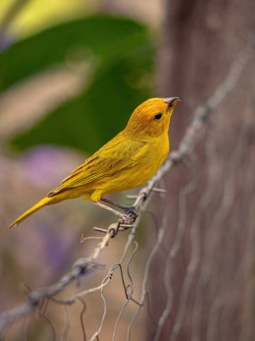 Saffron Finch Bird of the species Sicalis flaveola